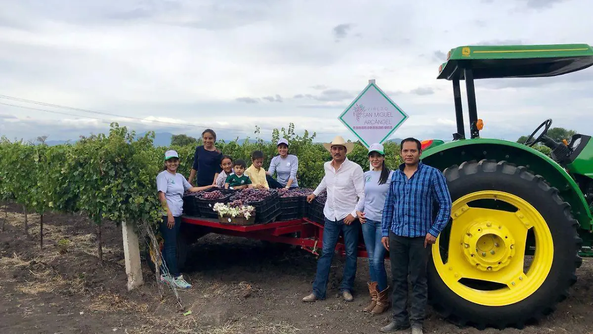 Los recorridos por el viñedo se reactivarán el 26 de agosto.